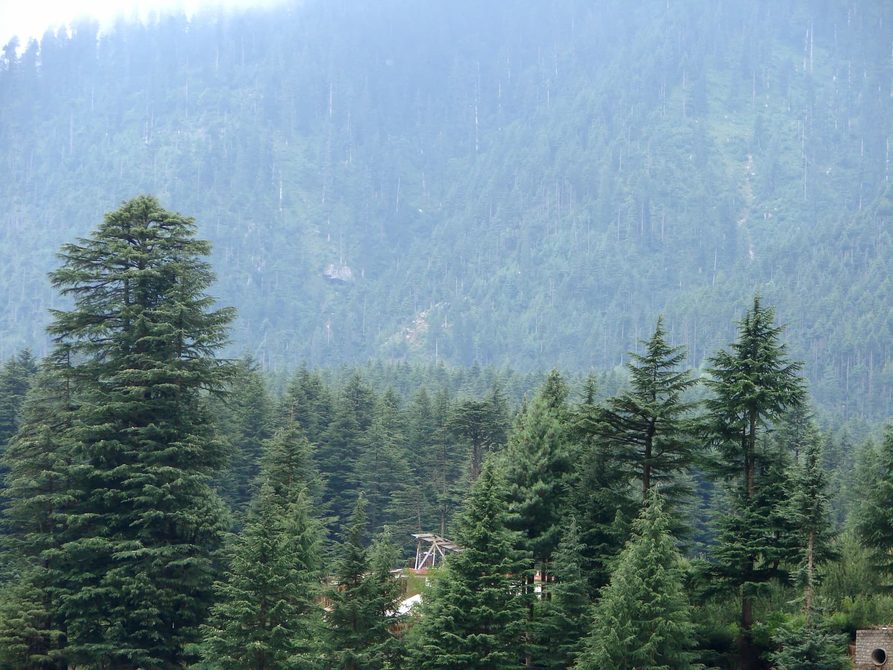 Deodar trees with layered branches in a wooded valley at Manali
