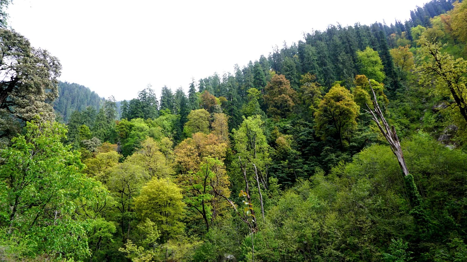 Dense green forest covering the slopes of Great Himalayan National Park