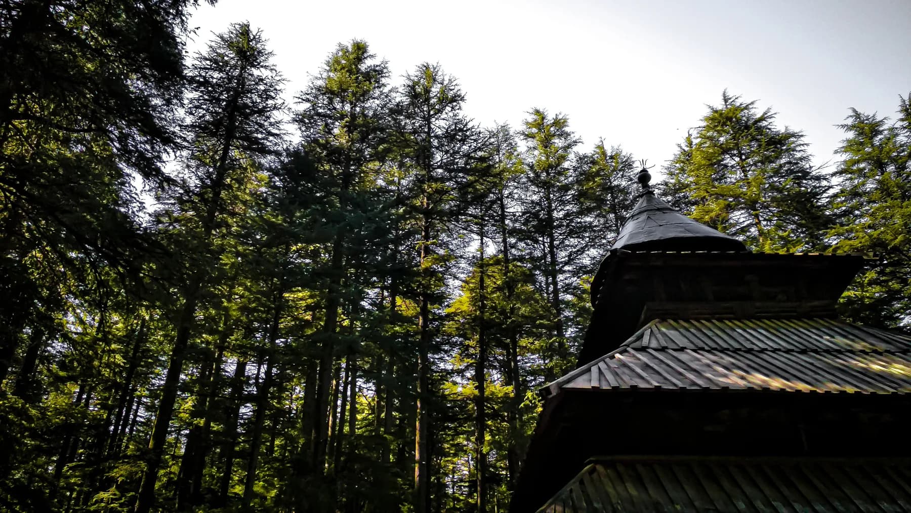 Hadimba Devi Temple beneath tall deodar trees in Manali