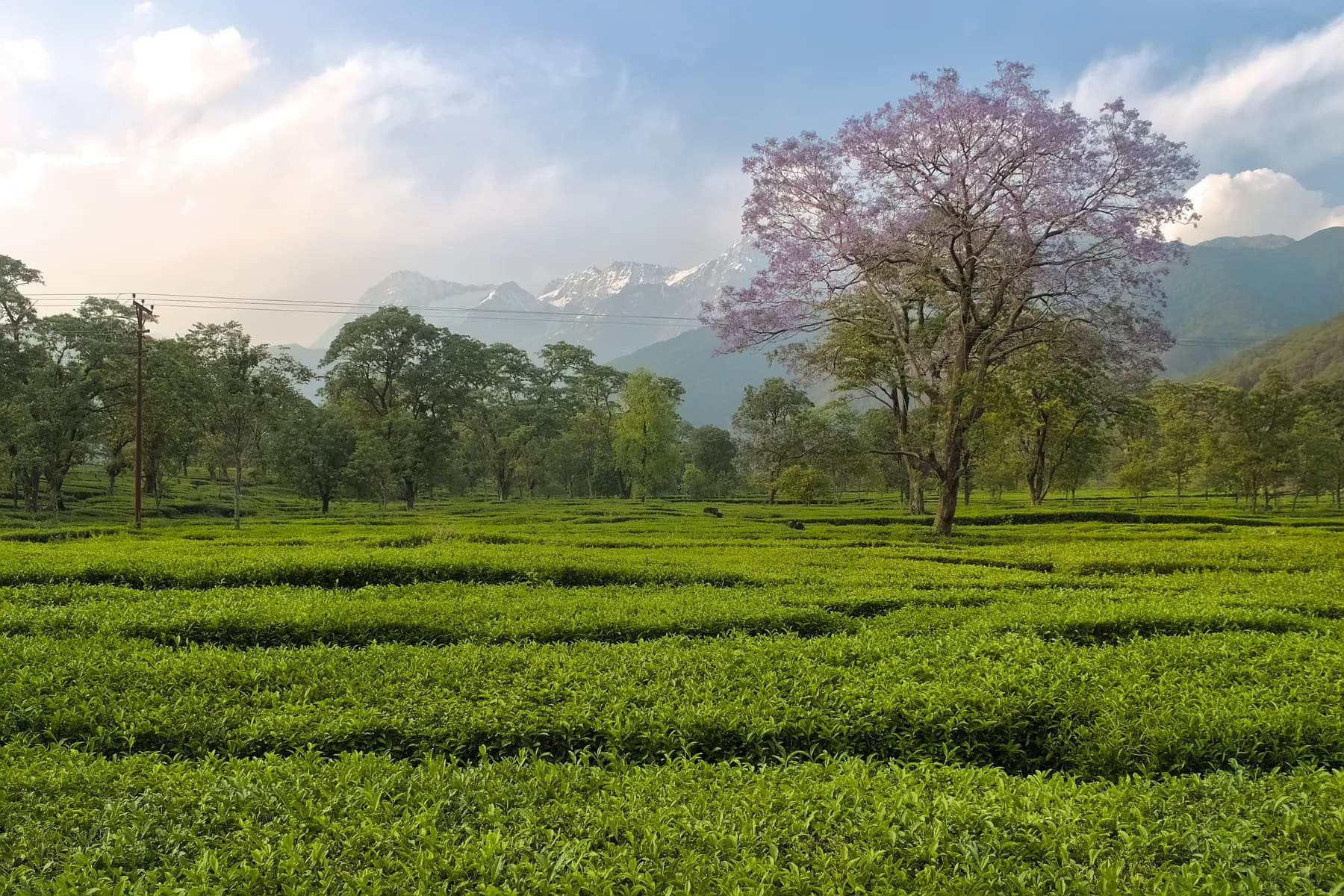 Tea bushes beneath trees with the Dhauladhar mountains behind a plantation at Nagri near Palampur
