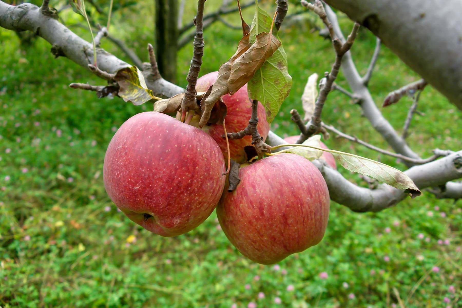 Red apples hanging from branches among green leaves in the Kullu Valley