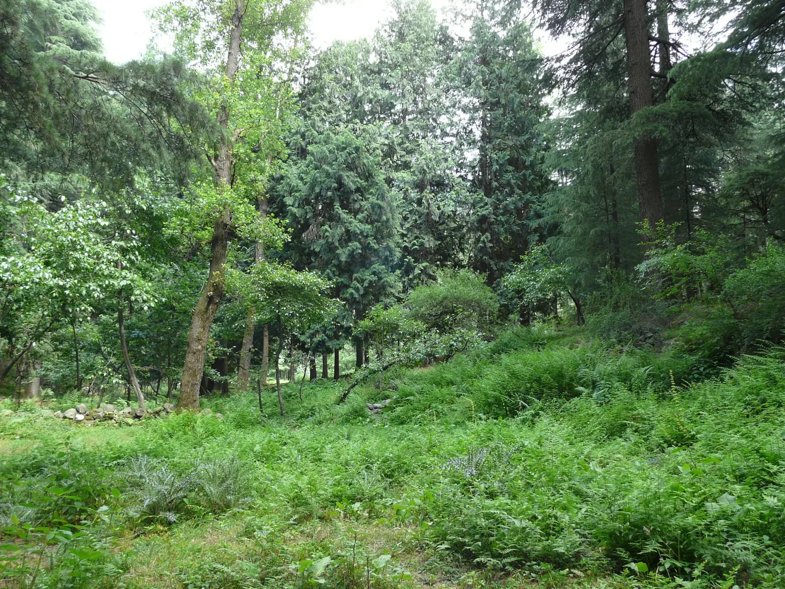 Tall trees and fern-covered ground photographed at Van Vihar in Manali