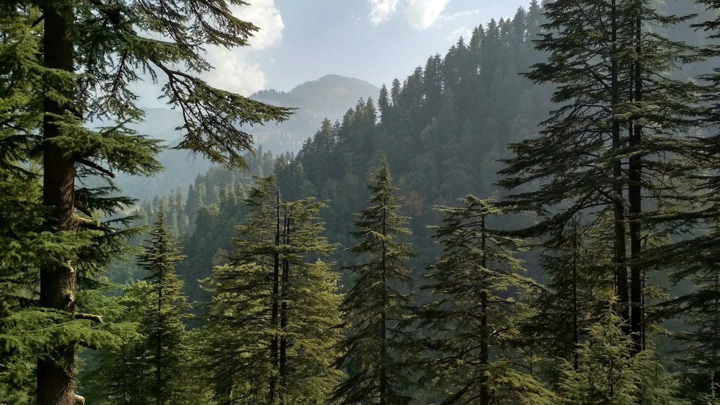 Mountain road leading to Jibhi