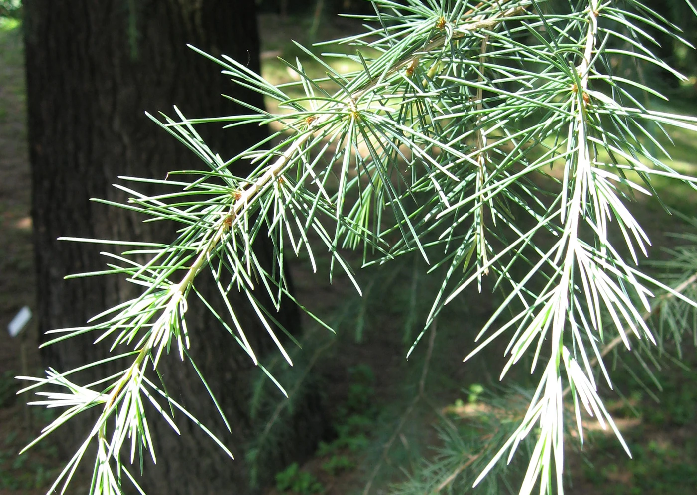 Needles radiating in dense clusters from short shoots along a deodar branch