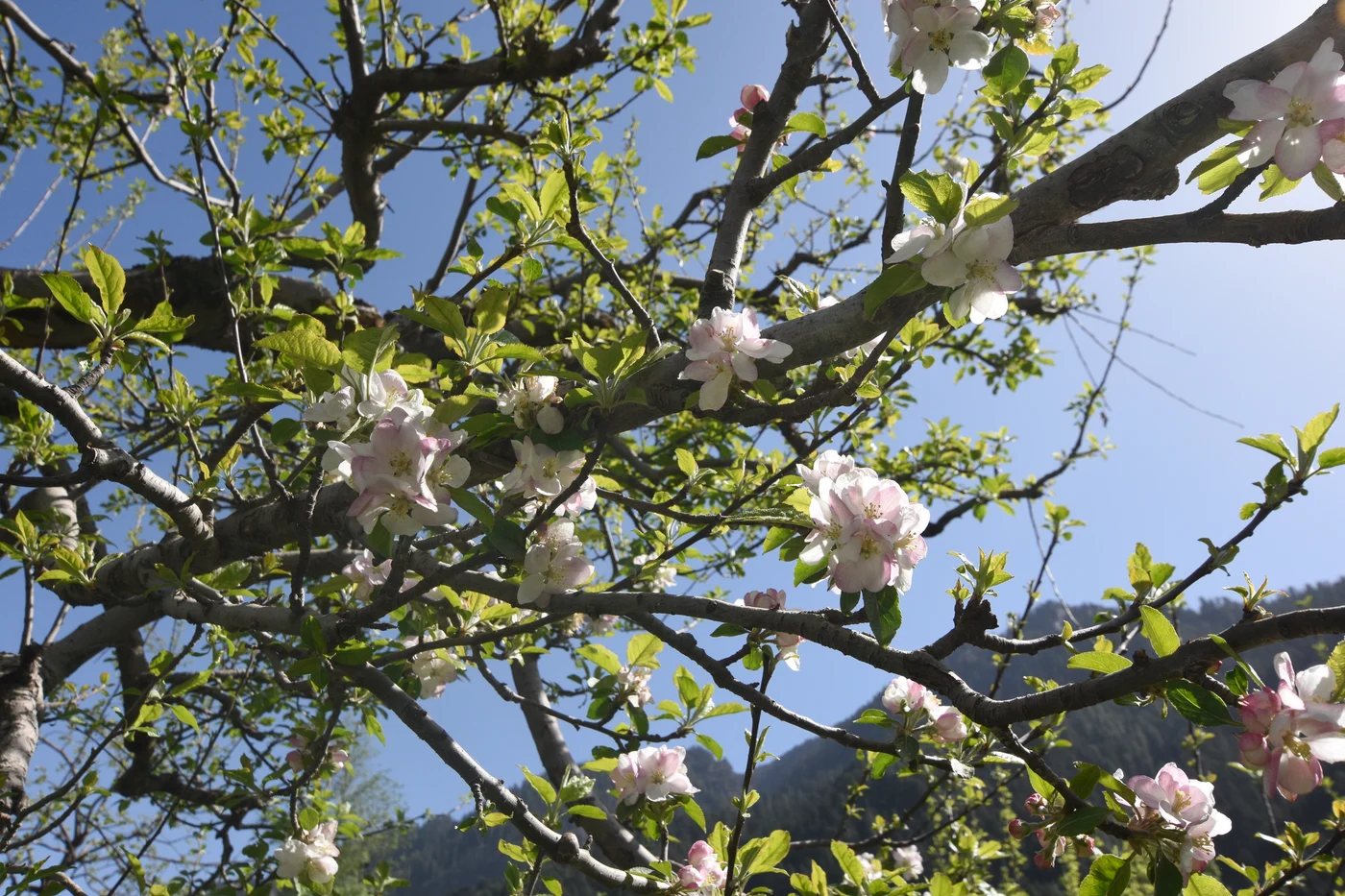 Pale pink and white apple blossom on branches in Manali, photographed in April